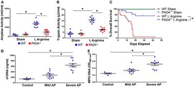 Enhanced Neutrophil Extracellular Trap Formation in Acute Pancreatitis Contributes to Disease Severity and Is Reduced by Chloroquine